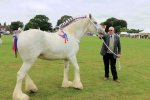 Agricultural Horses Schedule