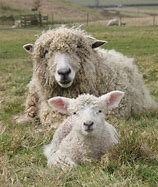Lincoln Longwool Schedule