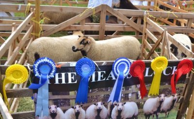Sheep Schedule