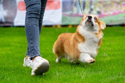 Fun Dog Show Classes